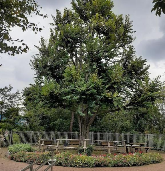 Ｄ’グラフォート世田谷芦花公園　八幡山かまのくち緑地（公園）／757m　