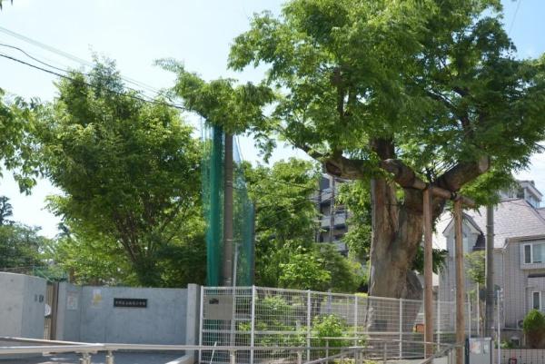 ロイヤルプラザ中野　中野区立桃花小学校（小学校）／402m　