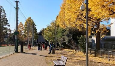 　中野区立南台いちょう公園（公園）／590m　