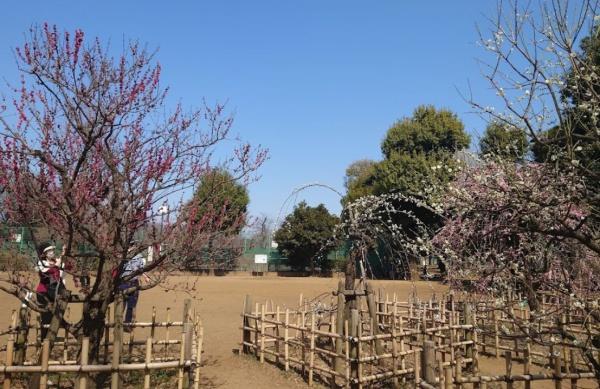 　羽根木公園（公園）／1324m　